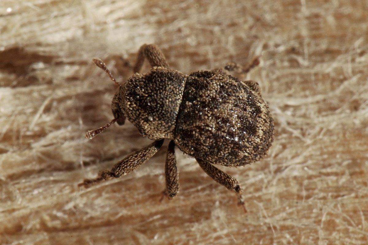 Curculionidae: Acalles roboris? No, Kyklioacalles navieresi